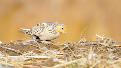 Syrrhaptes paradoxus