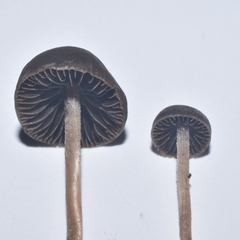 Panaeolus olivaceus