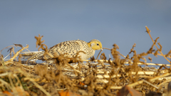 Syrrhaptes paradoxus