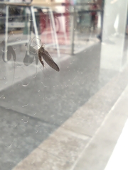 Callibaetis pictus
