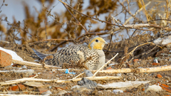 Syrrhaptes paradoxus