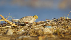 Syrrhaptes paradoxus