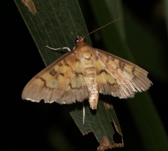 Bocchoris aptalis