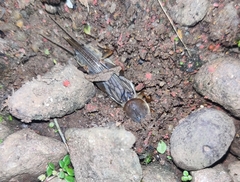 Gryllotalpa orientalis