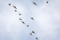 Syrrhaptes paradoxus