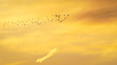 Syrrhaptes paradoxus