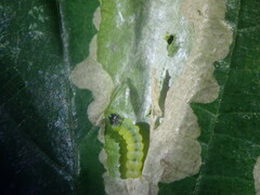 Coptotriche marginea