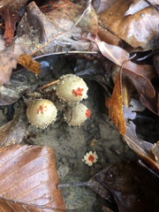 Calostoma ravenelii
