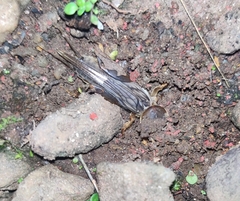 Gryllotalpa orientalis