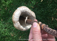 Macrolepiota colombiana