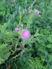 Carduus crispus