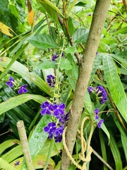 Duranta