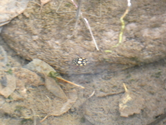 Thermonectus marmoratus