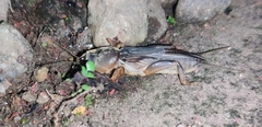 Gryllotalpa orientalis