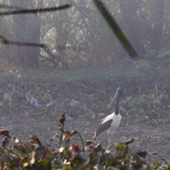 Ephippiorhynchus asiaticus