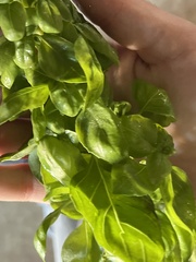 Ocimum