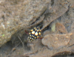 Thermonectus marmoratus