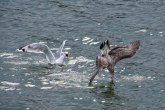 Larus cachinnans