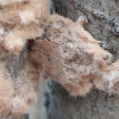 Lymantria dispar