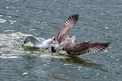 Larus cachinnans