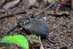 Peromyscus mexicanus