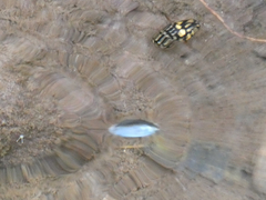 Thermonectus marmoratus