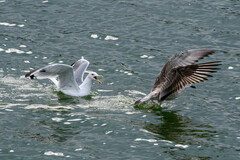 Larus cachinnans