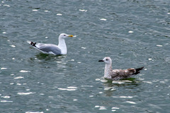 Larus cachinnans