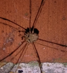 Dicranopalpus