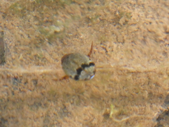 Thermonectus nigrofasciatus nigrofasciatus