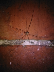 Dicranopalpus