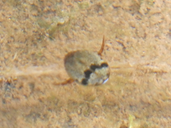 Thermonectus nigrofasciatus nigrofasciatus