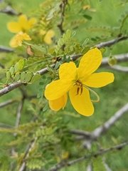 Senna polyphylla