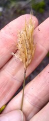 Geochloa rufa