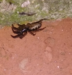 Segestria senoculata