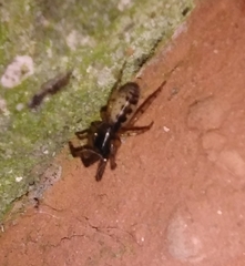 Segestria senoculata
