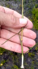 Geochloa rufa