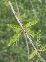 Senna polyphylla