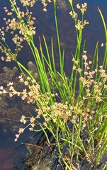 Juncus militaris