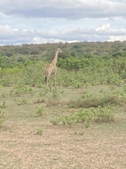 Giraffa camelopardalis