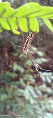 Trichonephila clavipes