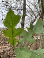 Quercus lyrata