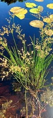 Juncus militaris