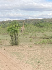 Giraffa camelopardalis