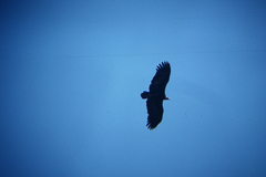 Necrosyrtes monachus