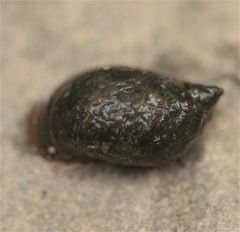 Physa