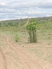Giraffa camelopardalis