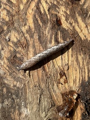 Megapallifera mutabilis