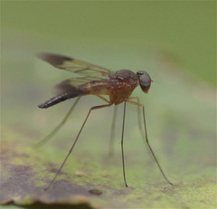 Rhagionidae
