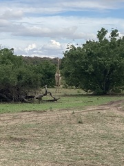 Giraffa camelopardalis